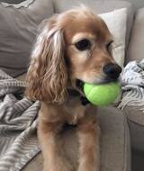 Book an Appointment with Finnegan The Brave at Langley, BC