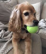 Book an Appointment with Finnegan The Brave for Moderated Discussion